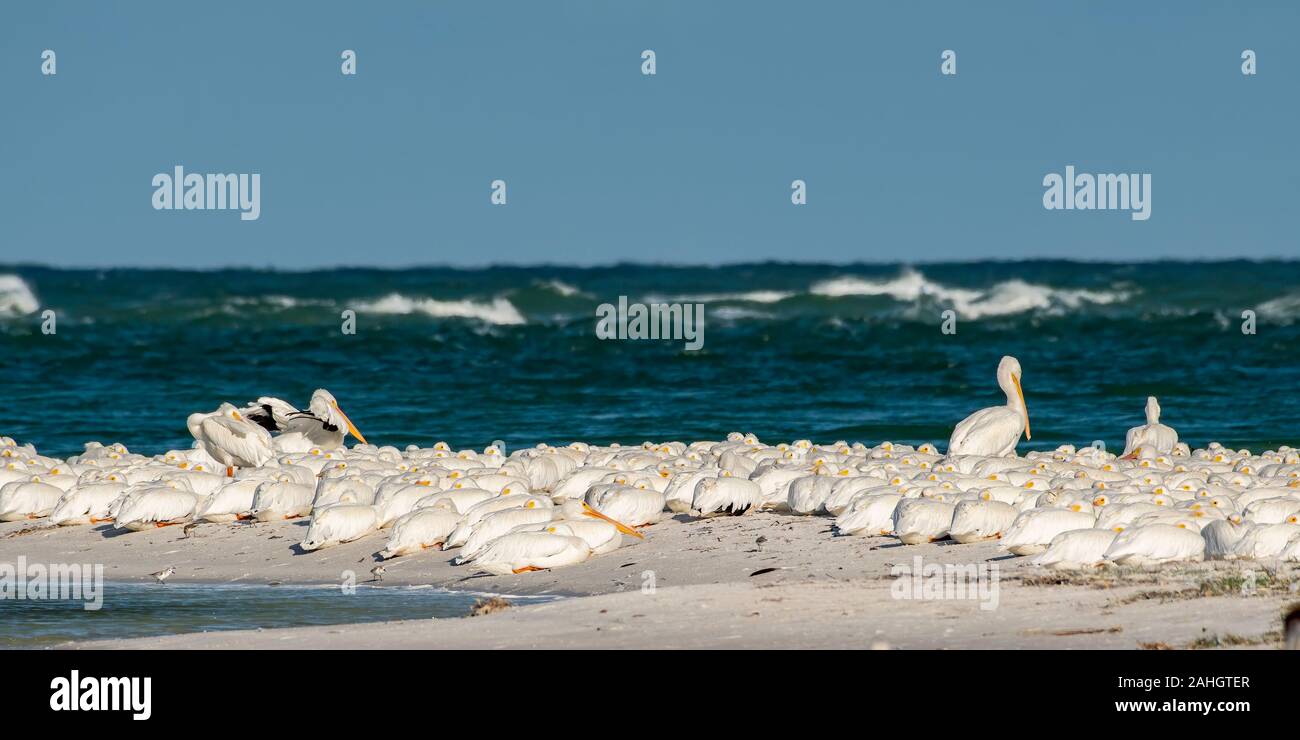 Pellicani bianchi su un isola in Florida per l'inverno Foto Stock