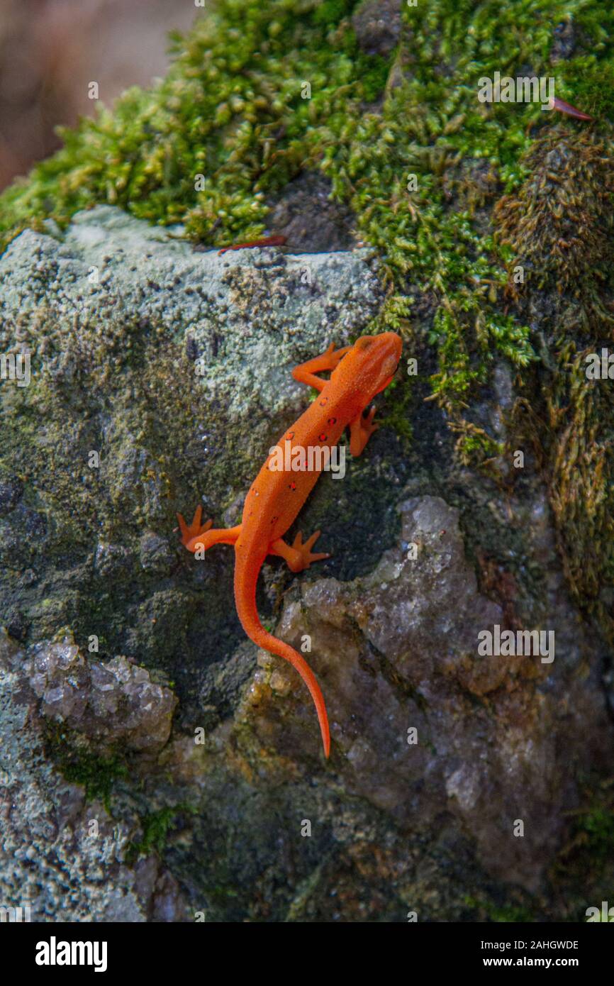 Red spotted newt Foto Stock