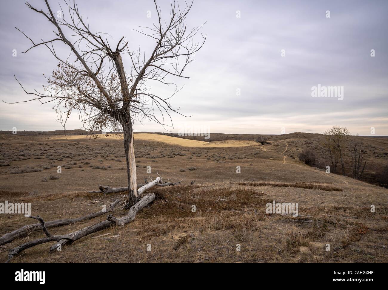 Grande Sandhills di Saskatchewan con albero nudo Foto Stock