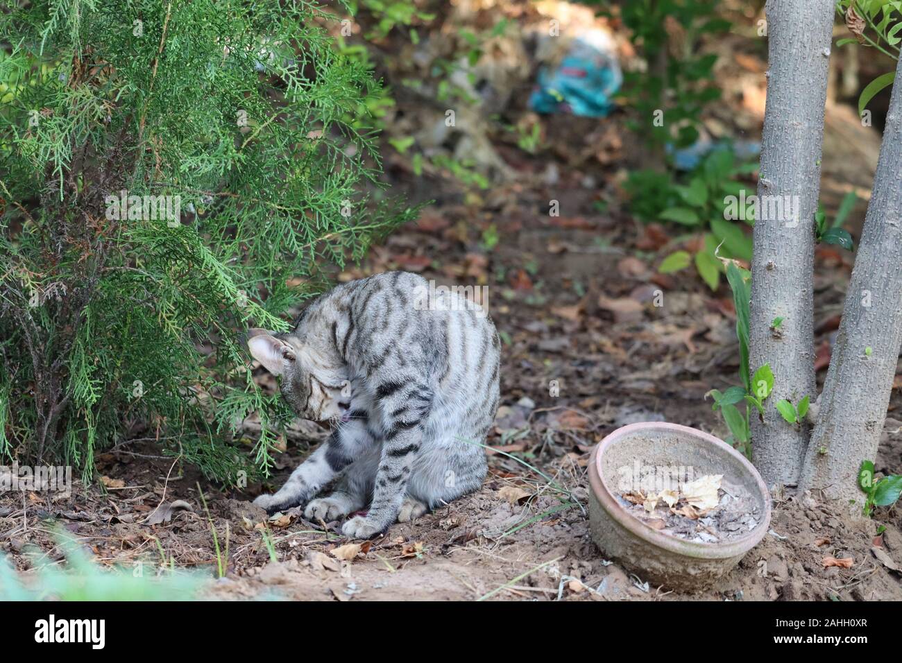 Gatto in erba verde d'estate. Bellissimo gatto rosso con gli occhi gialli.Un gattino - gatto Siberiano caccia in giardino, Dinesh Kumar (seervi) Foto Stock