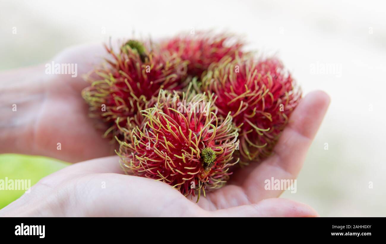 RAMBUTAN (ONG) Frutta. Frutti Esotici dell Asia Foto Stock