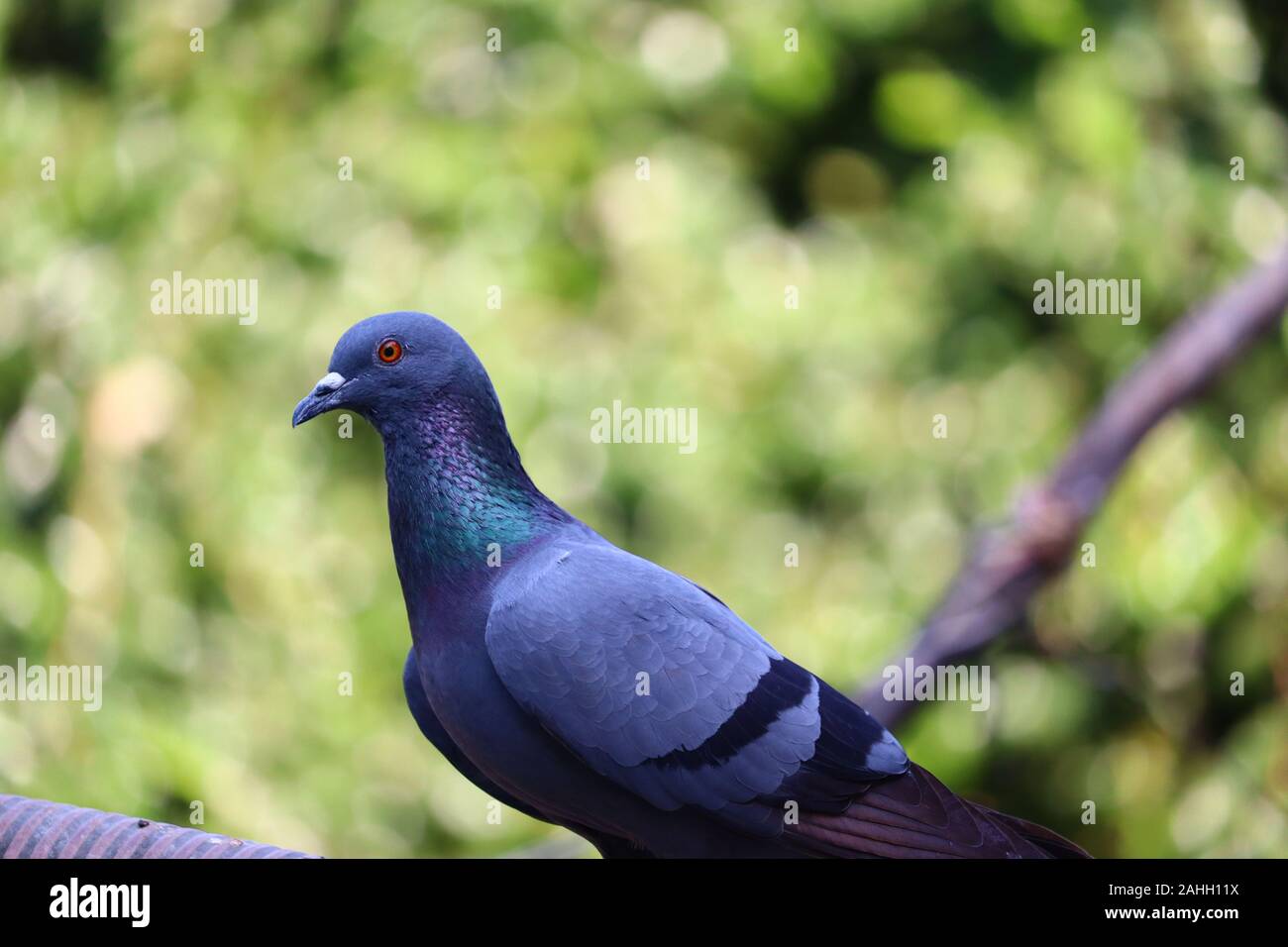 Close up colpo alla testa della bella speed racing pigeon bird su sfocate sullo sfondo della natura Foto Stock