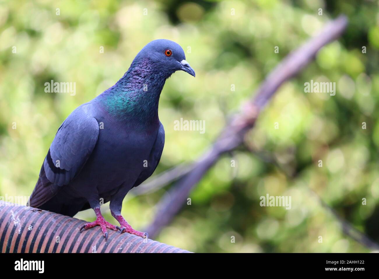Close up colpo alla testa della bella speed racing pigeon bird con sfondo sfocato Foto Stock