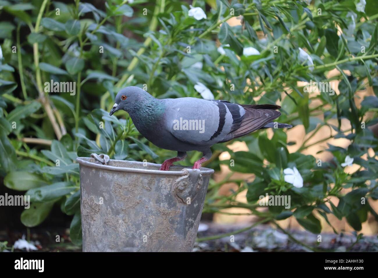 Close up colpo alla testa della bella speed racing pigeon bird su il secchio d'acqua Foto Stock