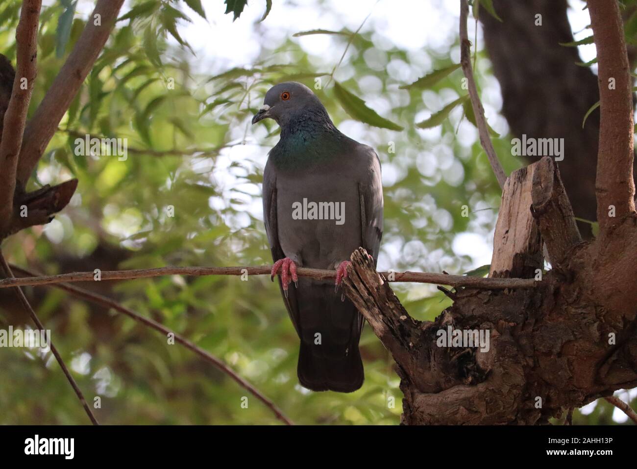 Close up colpo alla testa della bella speed racing pigeon uccello sul ramo di albero con lo sfondo sfocato Foto Stock