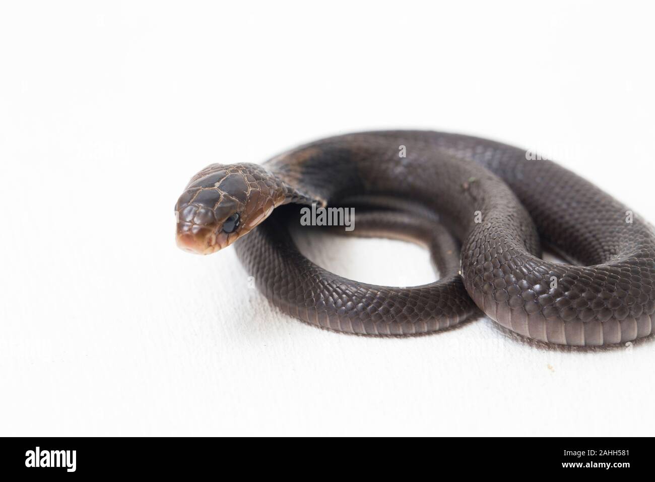 Il Iavan sputare cobra (Naja sputatrix) chiamato anche indonesiano meridionale cobra, o indonesiano cobra. isolato su sfondo bianco Foto Stock