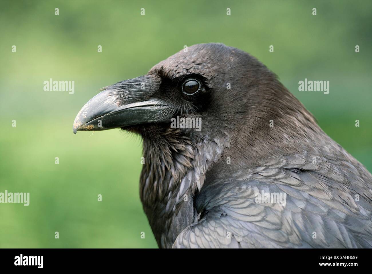 Corvo Imperiale (Corvus corax). Ritratto di testa, che mostra i dettagli del viso, grande bill o becco. Foto Stock