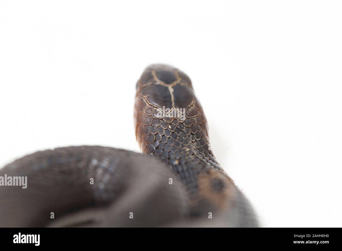 Il Iavan sputare cobra (Naja sputatrix) chiamato anche indonesiano meridionale cobra, o indonesiano cobra. isolato su sfondo bianco Foto Stock