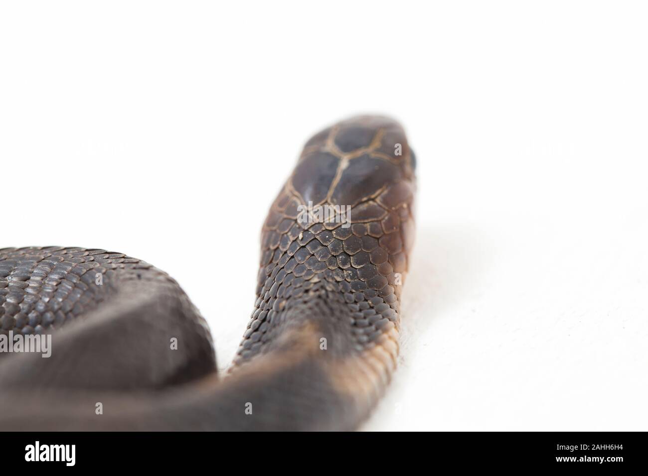 Il Iavan sputare cobra (Naja sputatrix) chiamato anche indonesiano meridionale cobra, o indonesiano cobra. isolato su sfondo bianco Foto Stock