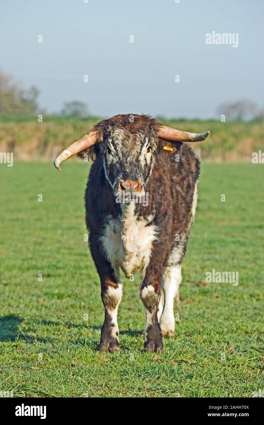 Inglese LONGHORN STEER Bos taurus Foto Stock
