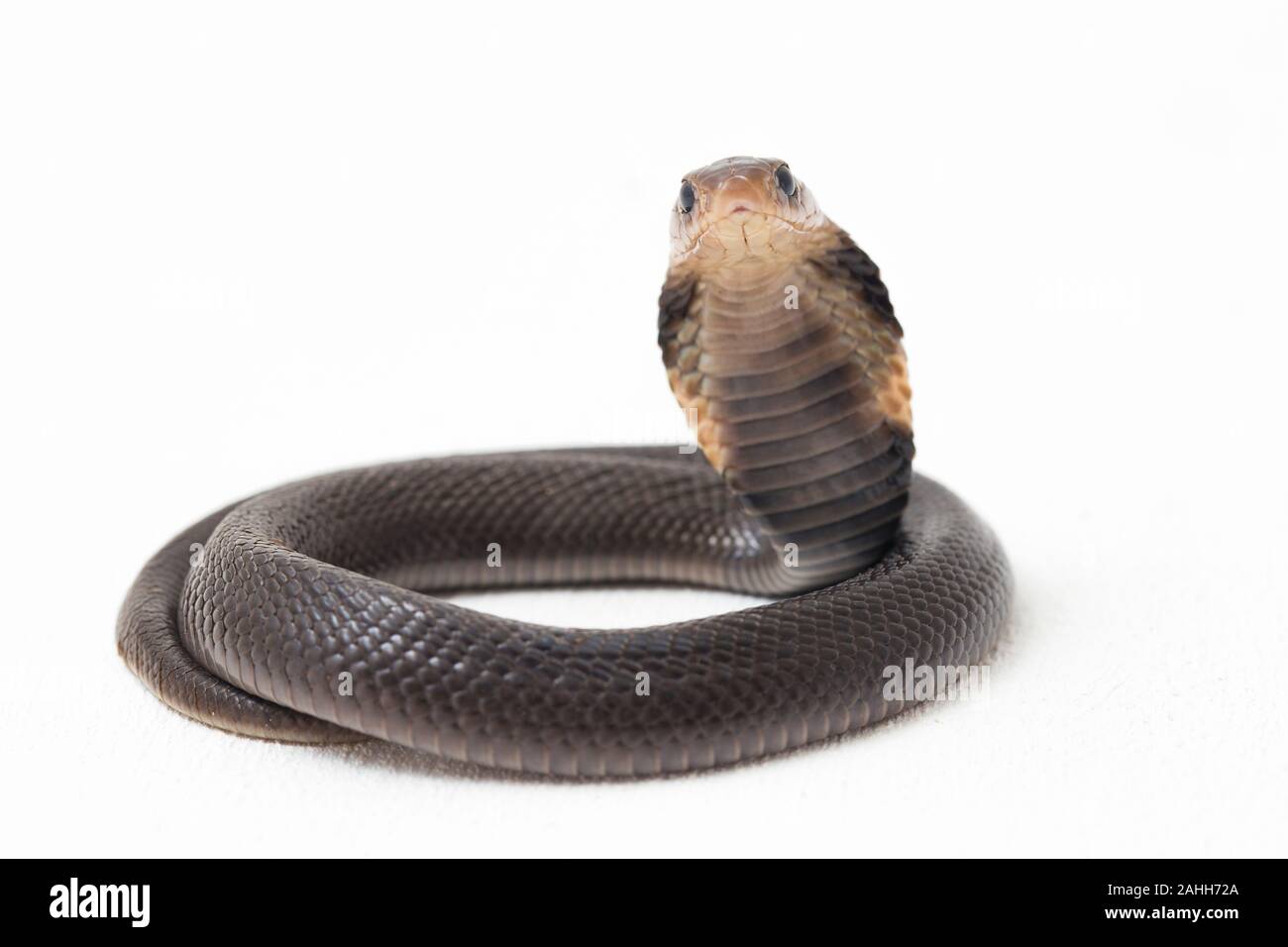 Il Iavan sputare cobra (Naja sputatrix) chiamato anche indonesiano meridionale cobra, o indonesiano cobra. isolato su sfondo bianco Foto Stock