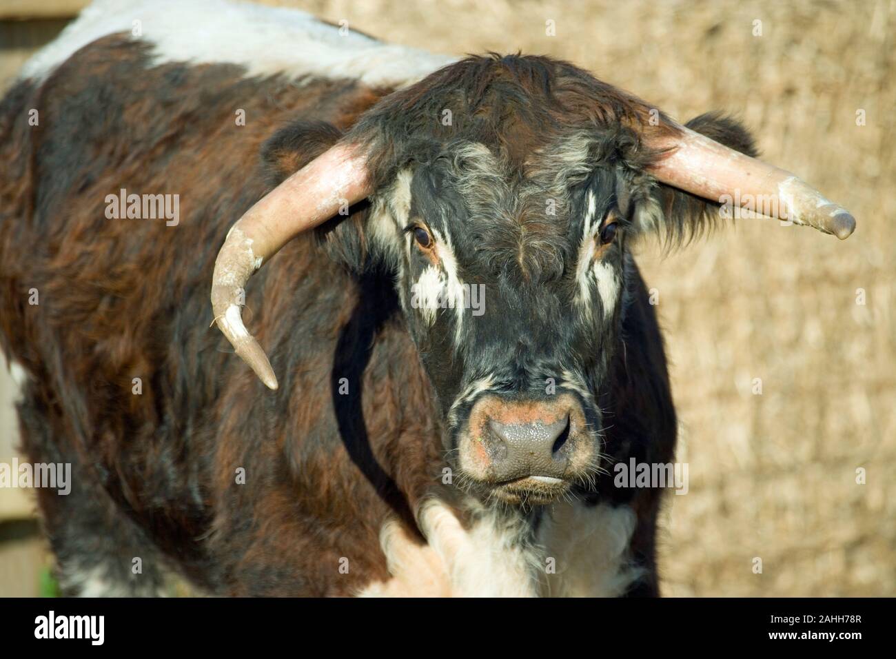 Inglese LONGHORN STEER Bos taurus Foto Stock