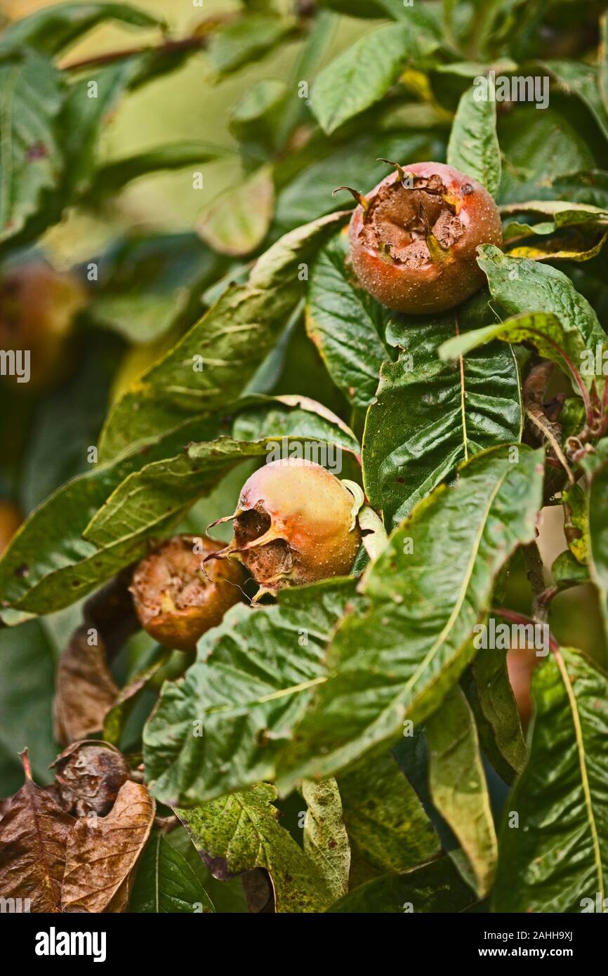 Le mele cotogne frutti su tree (Cydonia oblonga). Foto Stock