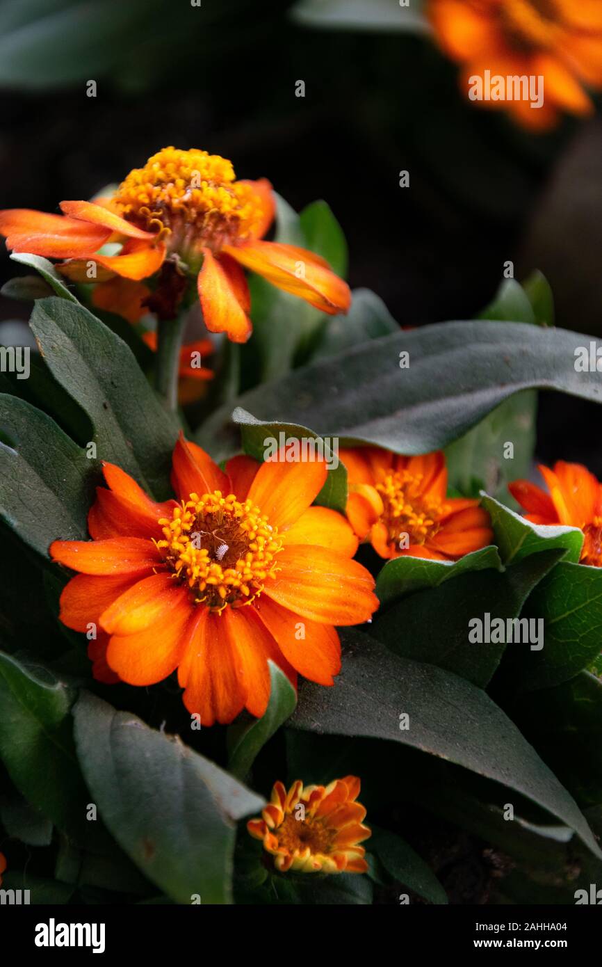 Una selezione di fiori d'arancio fioritura in un aiuola di fiori nel centro di Marbella, Spagna Foto Stock