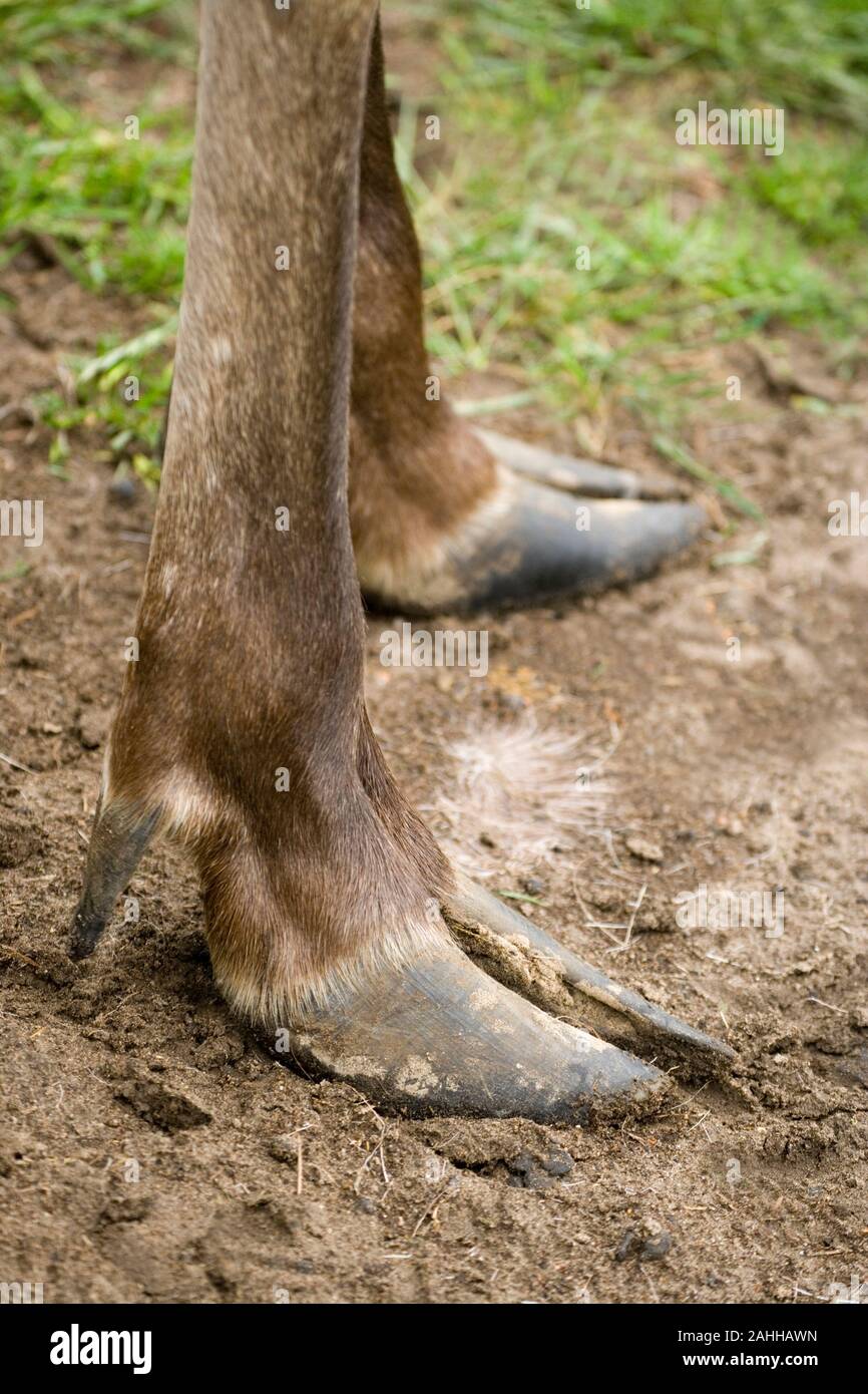 Europea o Alce Elk (Alces alces). Selvaggi zoccoli avampiedi. Quando la vasta diffusione faciliating movimento sul bagnato, paludosi. Foto Stock