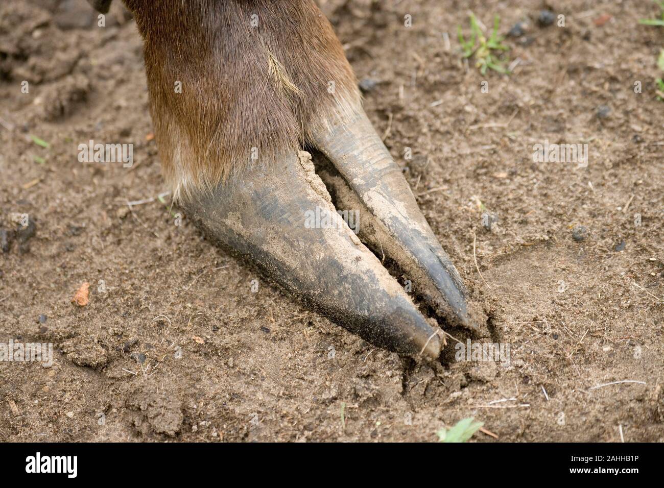 European MOOSE o ELK (Alces Alces). Zoccoli di cloven. L'ampia diffusione a due cifre facilita il movimento su terreno paludoso, Foto Stock