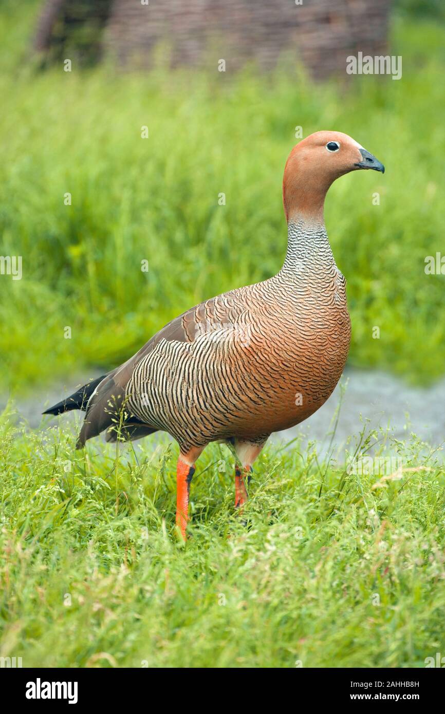 RUDDY-HEADED GOOSE (Chloephaga rubidiceps). Sessi simili. Nativo di Isole Falkland e Tierra del Fuego. A volte la Patagonia e Argentina centrale. Foto Stock