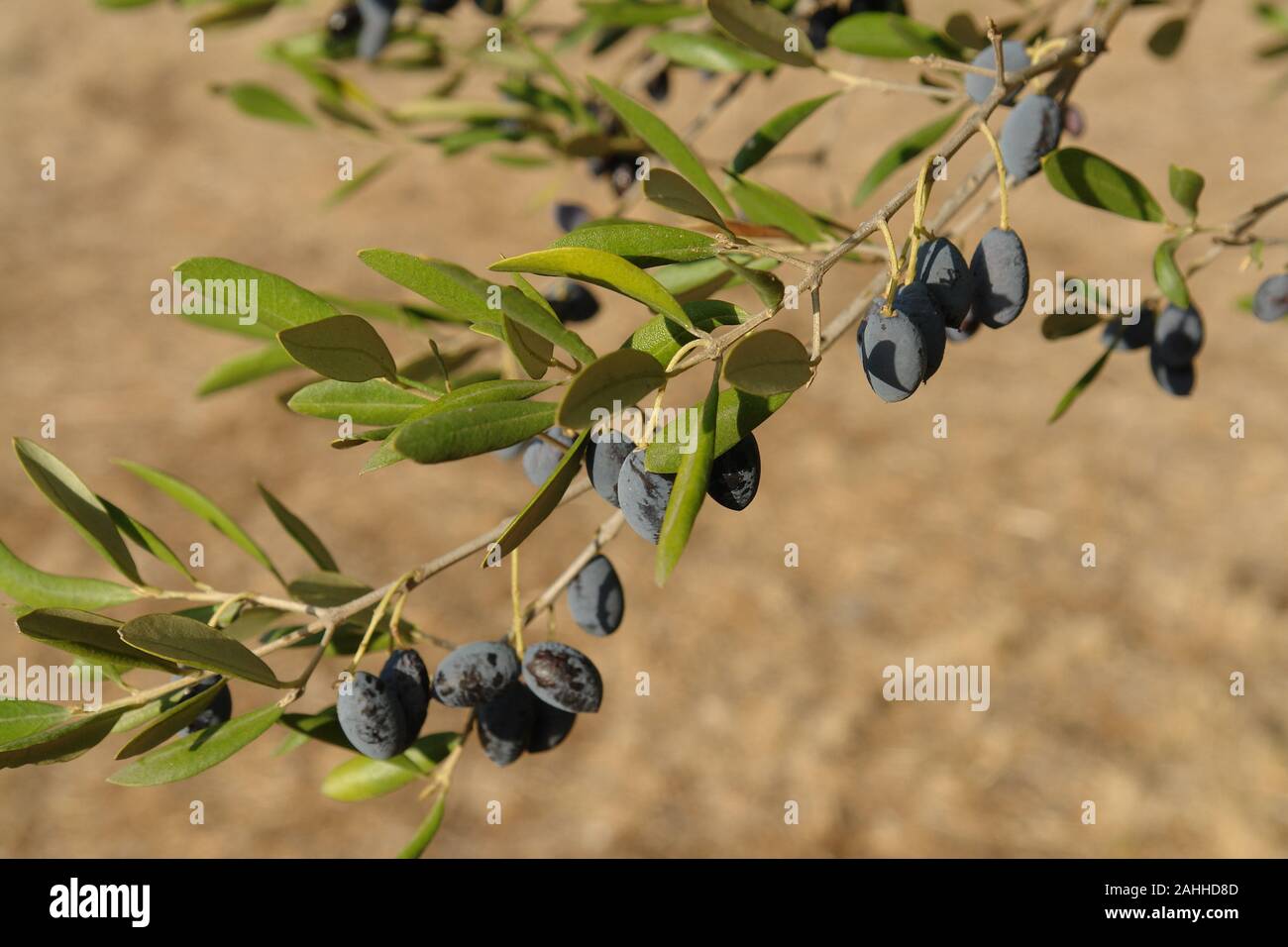 Olive in Provenza La Farlède Foto Stock