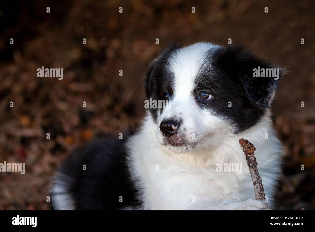 Carino in bianco e nero Border Collie cucciolo giocando con un bastone. Foto Stock