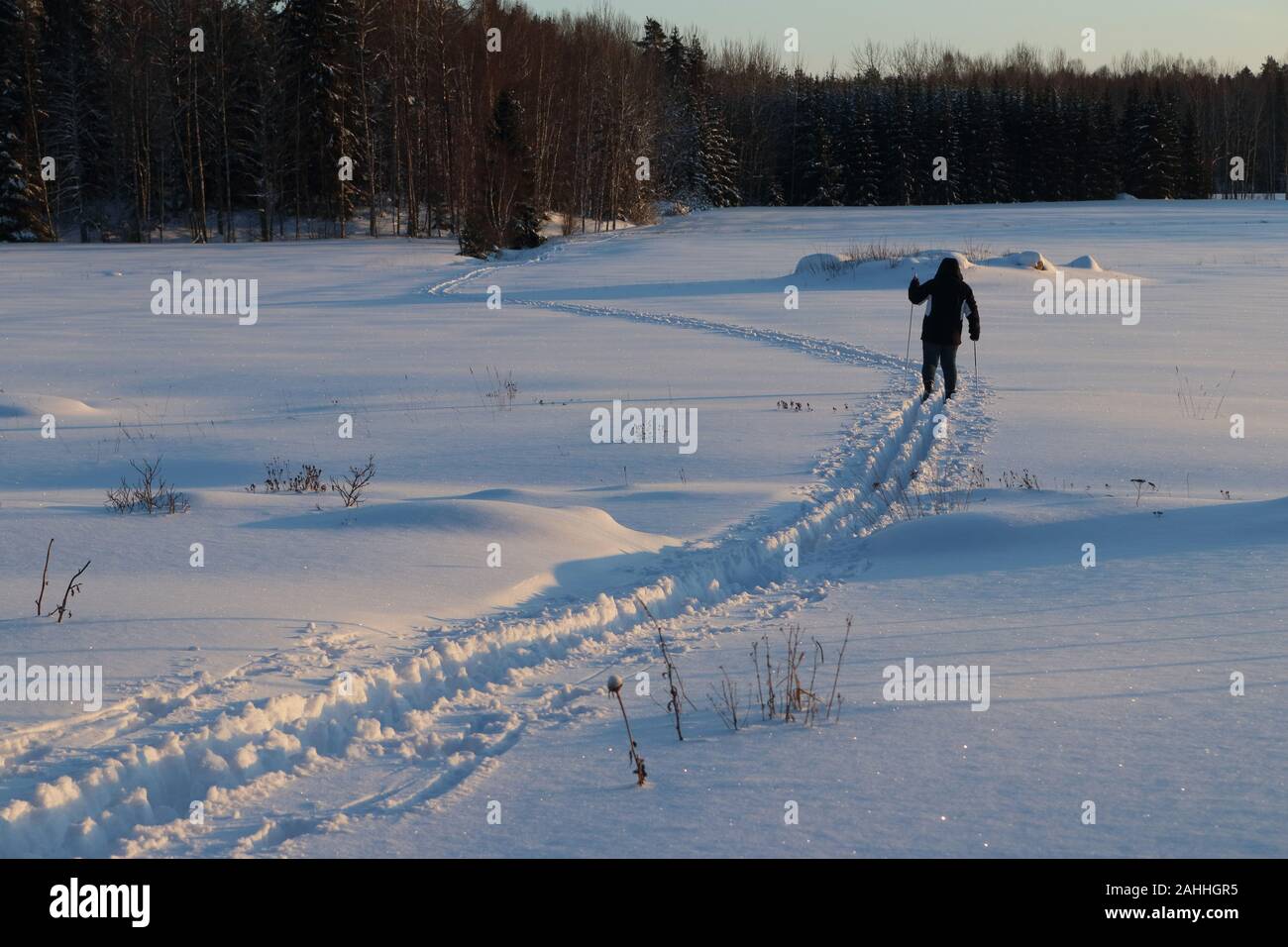 Sci di fondo donne. Foto Stock