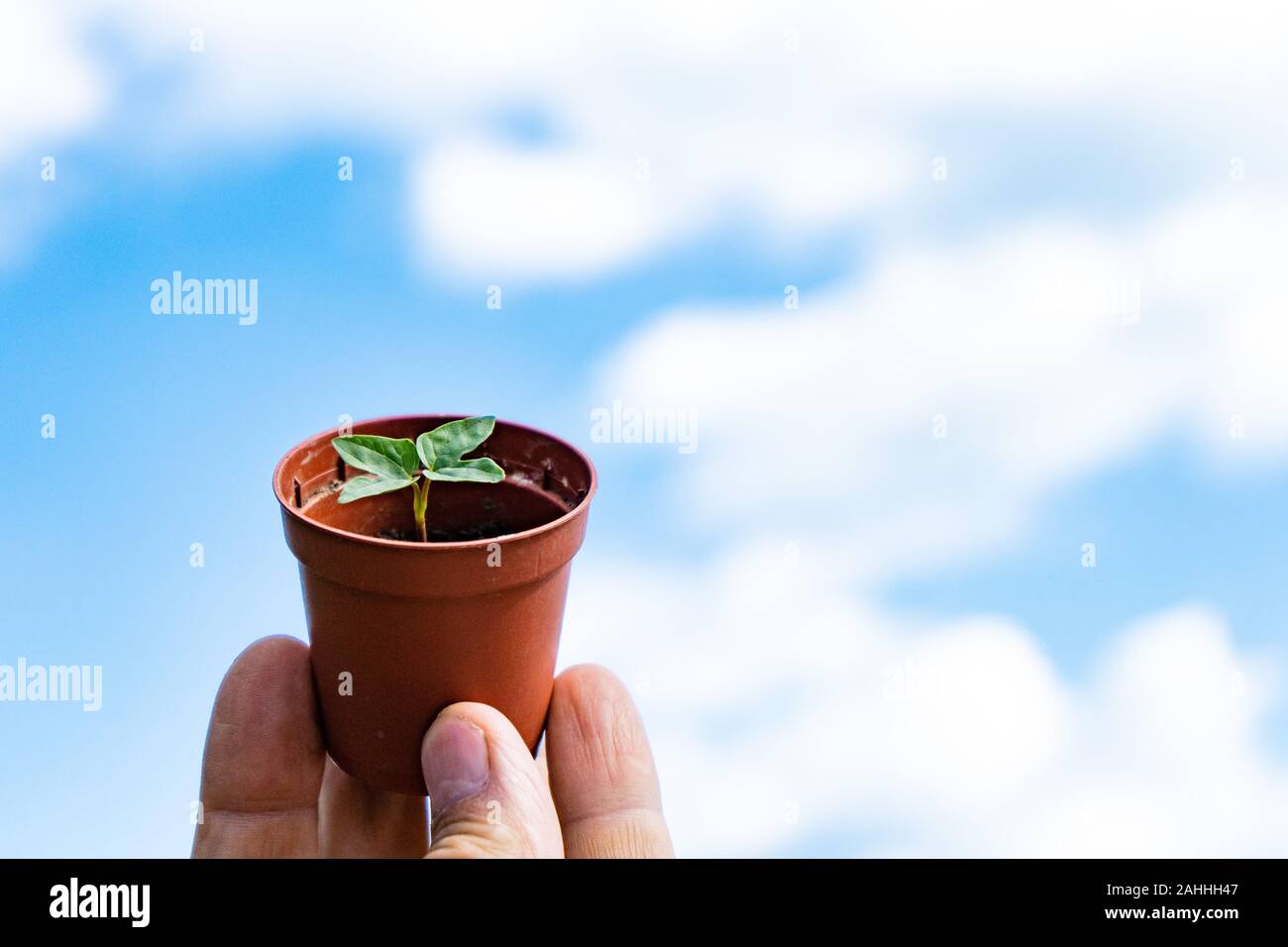 I giovani la piantina di un fiore in un vaso contro il cielo. Germoglio di primavera, il giardinaggio. Gloria di mattina, ipomoea. Foto Stock