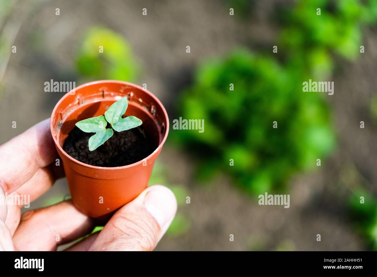 Un giovane fiore pianta in un vaso contro lo sfondo di un letto di fiori. Germoglio di primavera, il giardinaggio. Foto Stock