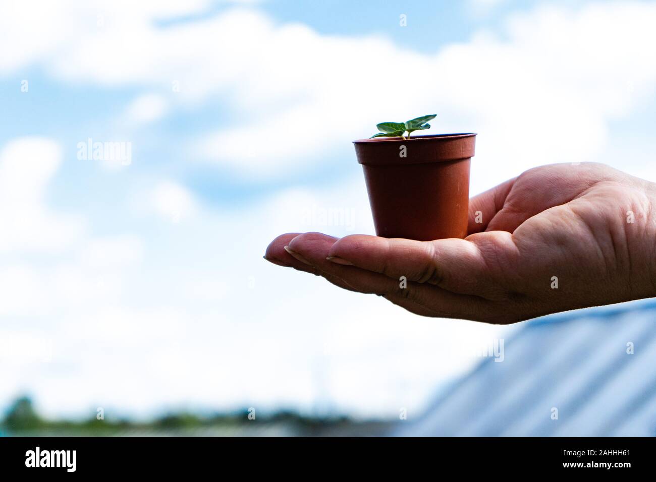 I giovani la piantina di un fiore in un vaso contro il cielo. Germoglio di primavera, il giardinaggio. Gloria di mattina, ipomoea. Foto Stock