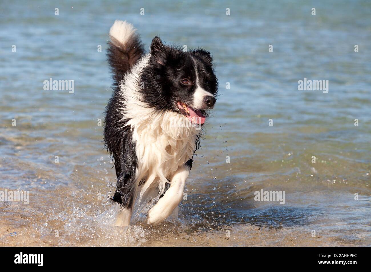 Bianco e nero Border Collie giocare in acqua poco profonda presso la spiaggia. Foto Stock