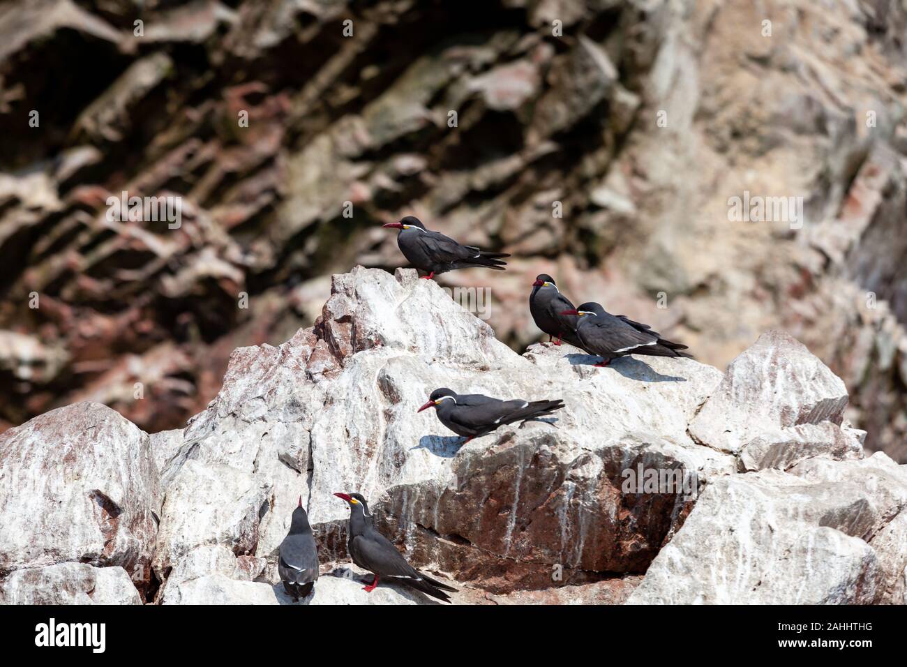 Gli uccelli di Tern Inca sull isola di Isole Ballestas di Paracas entro il distretto di Paracas del Pisco provincia nella regione di Ica, sul sud Foto Stock