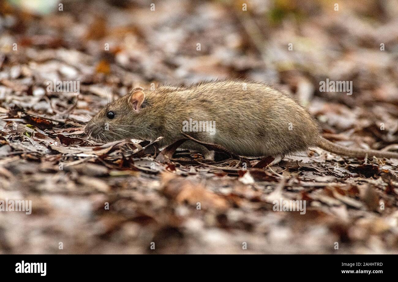 Melton Mowbray 30 Dicembre 2019: Brown ratti portano brutte malattie che possono essere trasmessi agli esseri umani attraverso la loro urineare. Ratti marrone diventando bold in cerca di cibo a pochi metri di distanza dal famoso centro storico spot sono stati i bambini e i genitori visita per osservare la fauna selvatica come Red Robin contraffacciate, le anatre bastarde, merli e molte altre specie. Clifford Norton Alamy Foto Stock