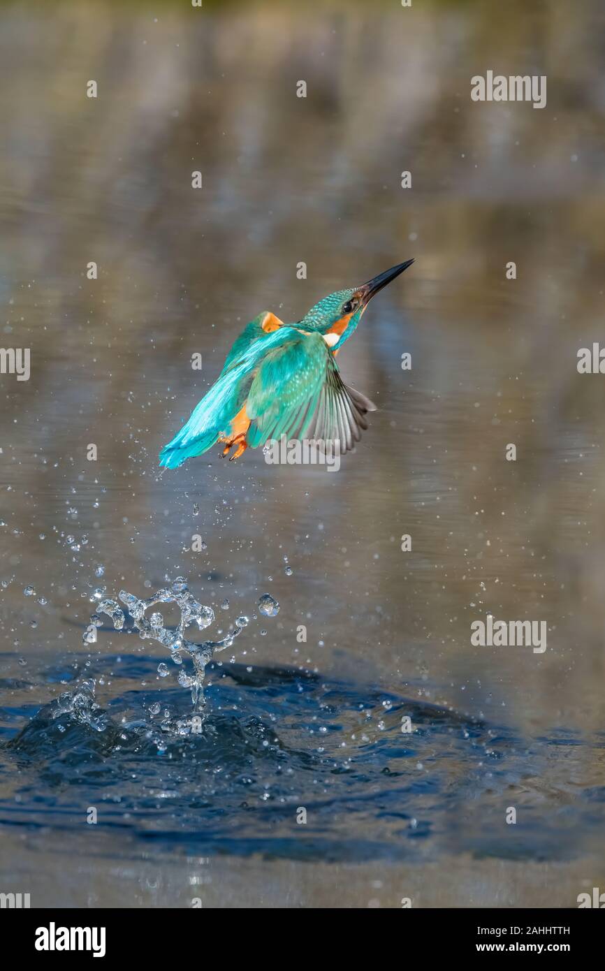 Eisvogel, Alcedo atthis, Kingfisher Foto Stock