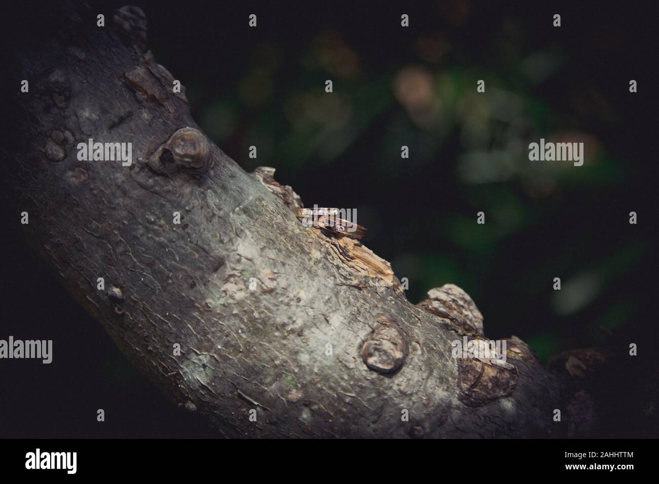 Le fedi nuziali di sposo e sposo indossano il tronco con il peccato Foto Stock