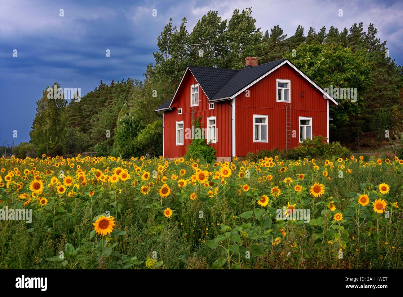 Case tipiche e campo di girasoli in Korpo o Korppoo isola, Korpostrom costa sud-ovest della Finlandia arcipelago di Turku. L'arcipelago ring road o ASA Foto Stock