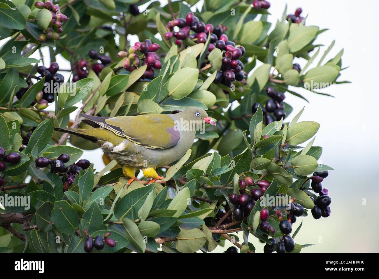 An African Green Pigeon - Treron calvus - si siede in una struttura ad albero waterberry - Syzgium cordatum - laden con bacche mature Foto Stock
