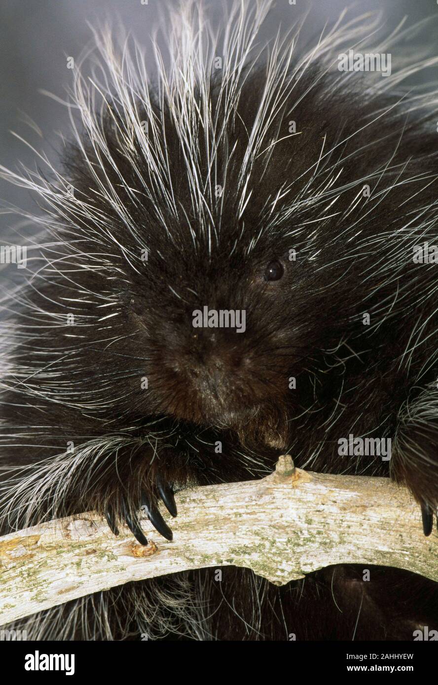 Porcupine (Erethizon dorsatum) Quehanna area selvaggia, Moshannon la foresta di stato, Pennsylvania. Foto Stock