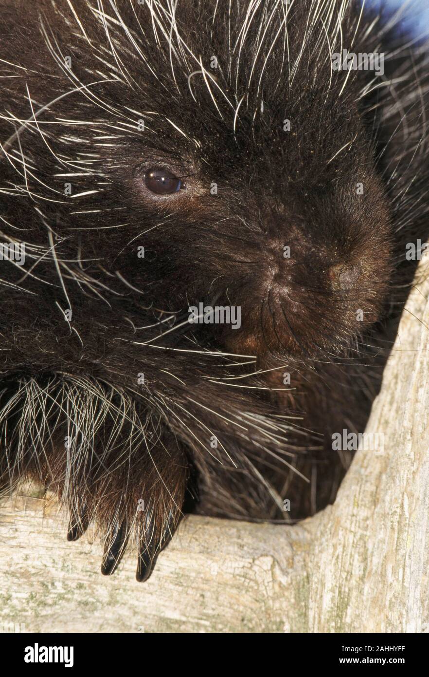 Porcupine (Erethizon dorsatum) Quehanna area selvaggia, Moshannon la foresta di stato, Pennsylvania. Foto Stock