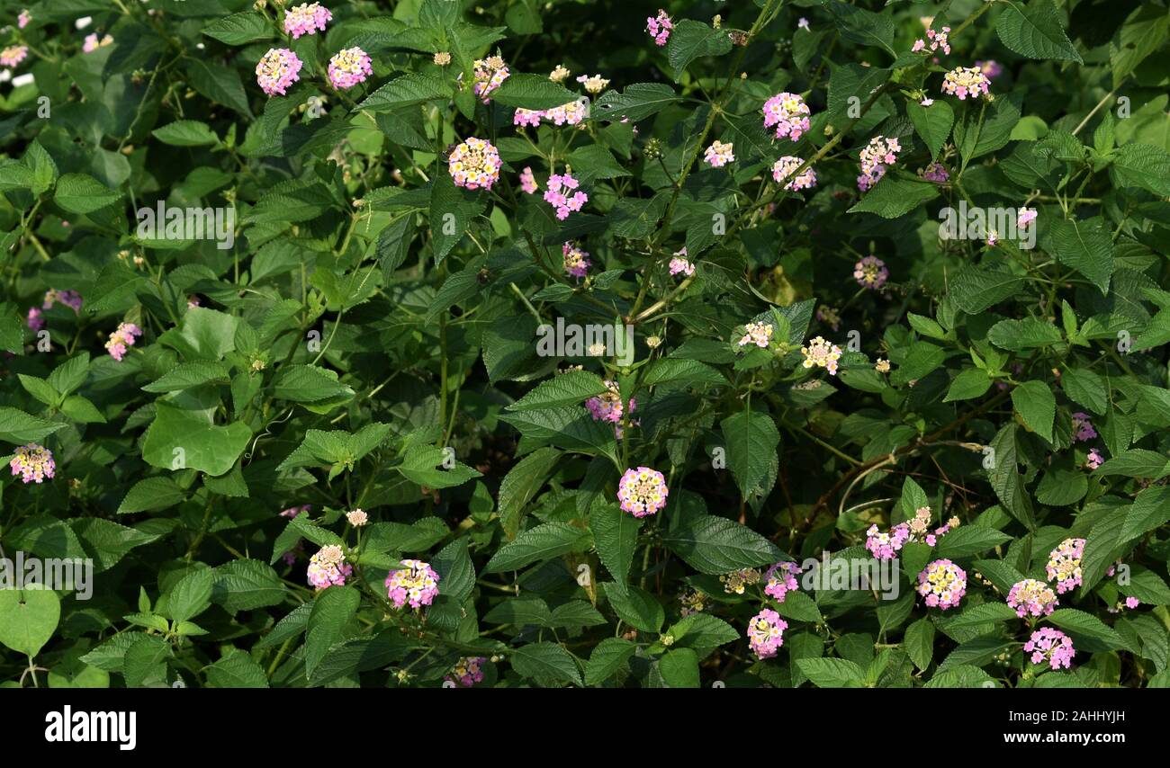 West Indian Lantana fioritura in condizioni meteo soleggiate Foto Stock