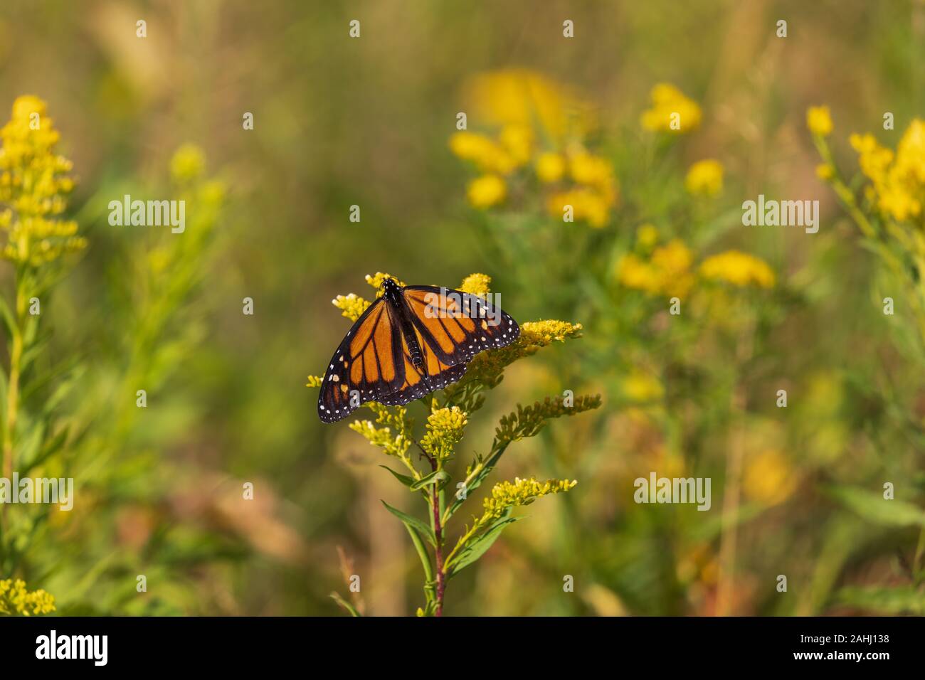 Farfalla monarca su un oro in Wisconsin settentrionale. Foto Stock