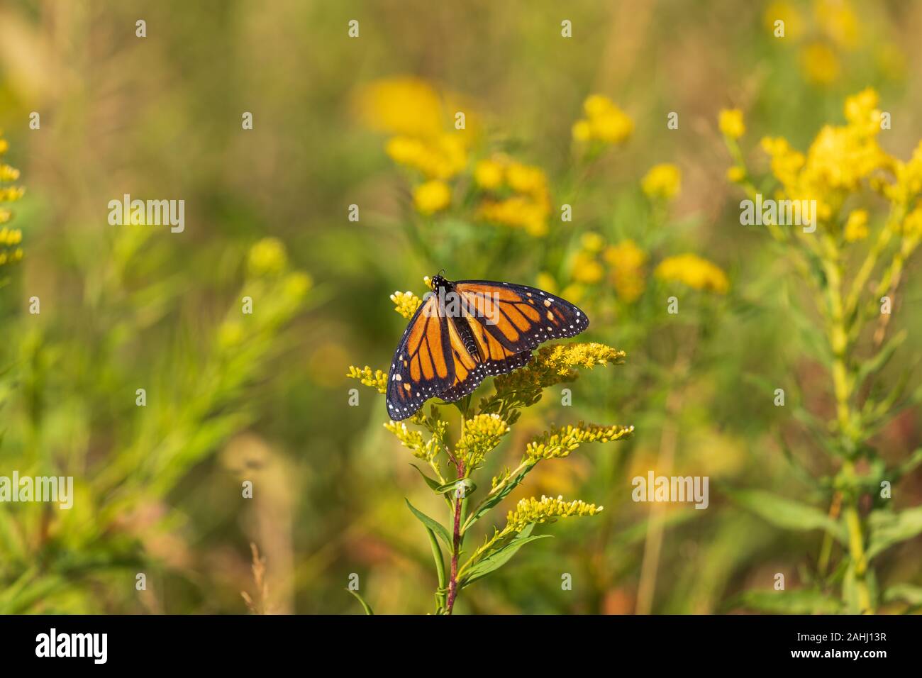 Farfalla monarca su un oro in Wisconsin settentrionale. Foto Stock