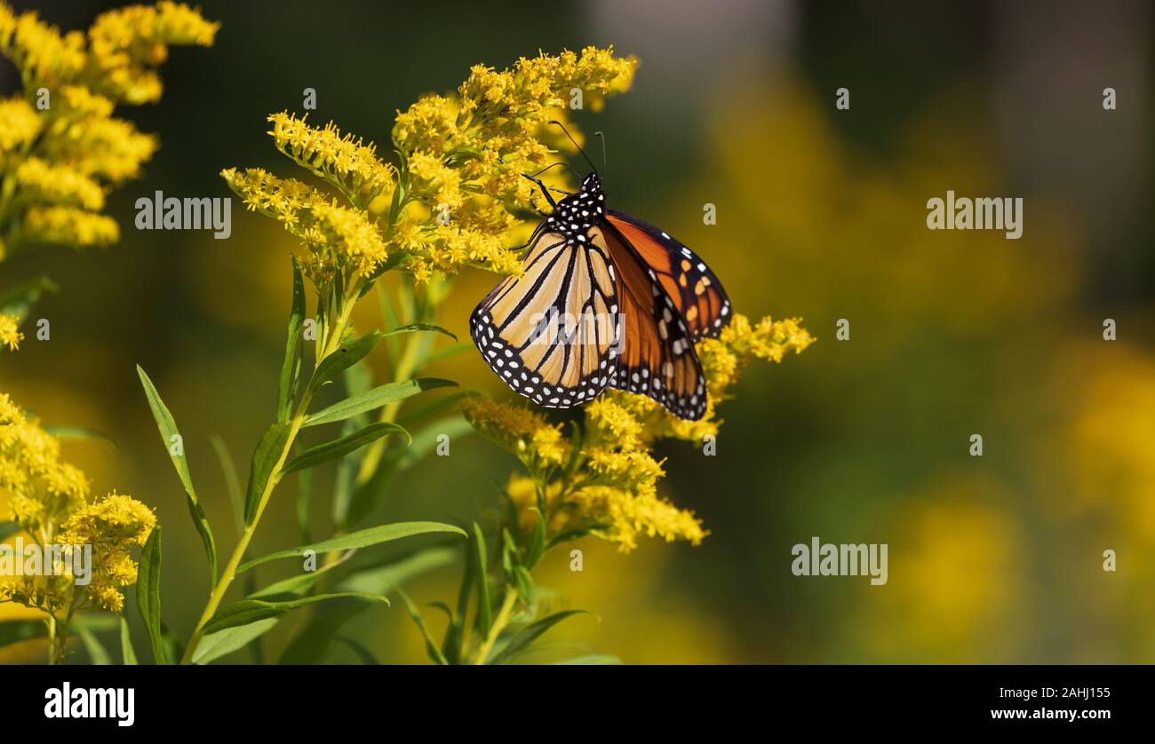 Farfalla monarca su un oro in Wisconsin settentrionale. Foto Stock