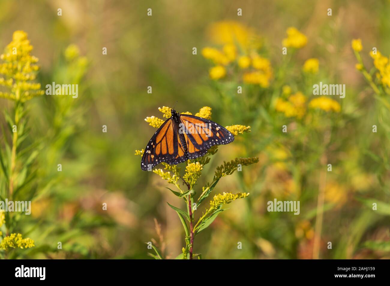 Farfalla monarca su un oro in Wisconsin settentrionale. Foto Stock