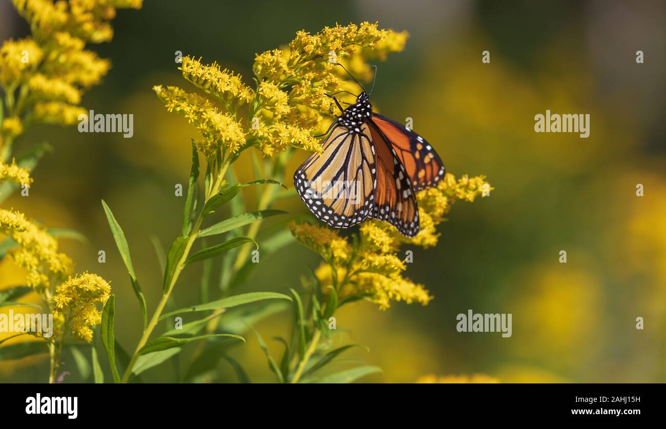 Farfalla monarca su un oro in Wisconsin settentrionale. Foto Stock