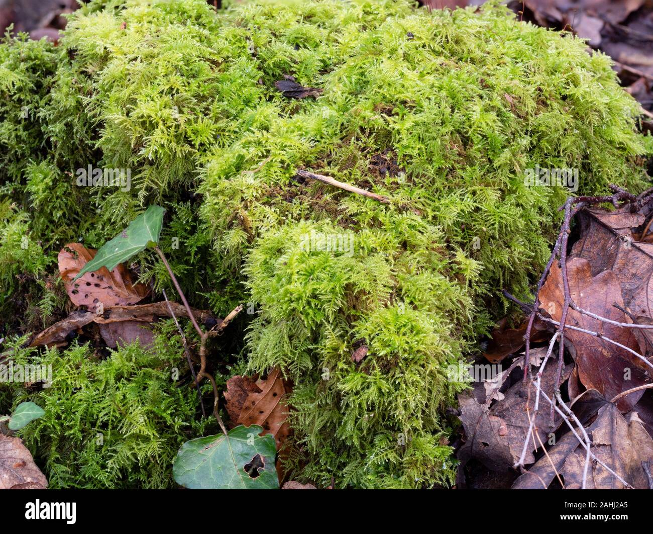 Ferny, giallo-verde tri-pinnate fronde del bosco del Regno Unito briofita, tamerici comuni-moss, Thuidium tamariscinum Foto Stock
