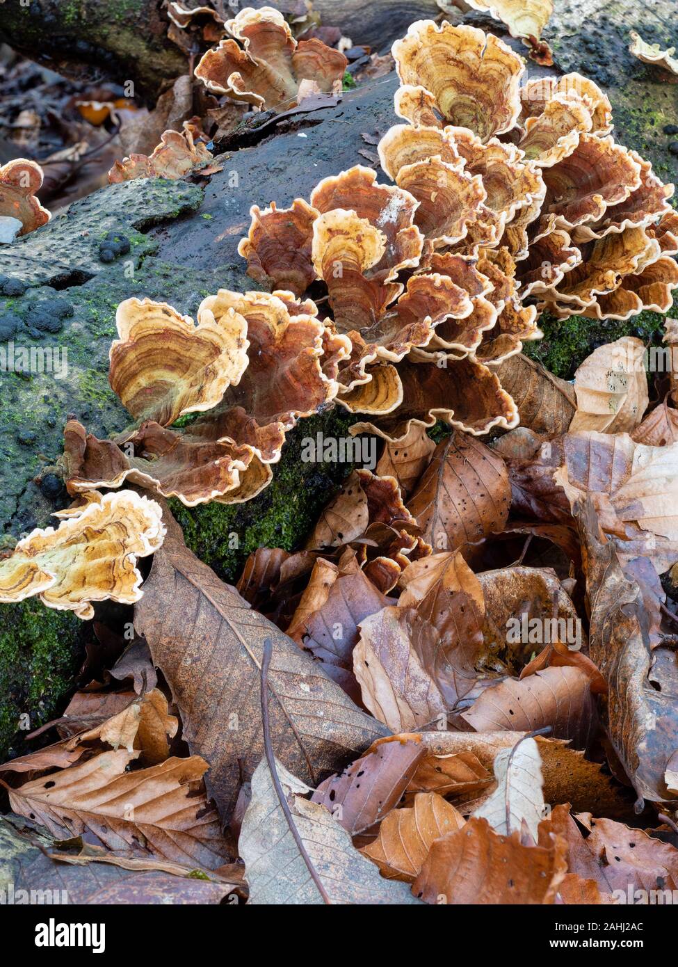 Ventole colorate della staffa turkeytail fungo, Trametes versicolor, su un argento betulla log in UK woodland Foto Stock