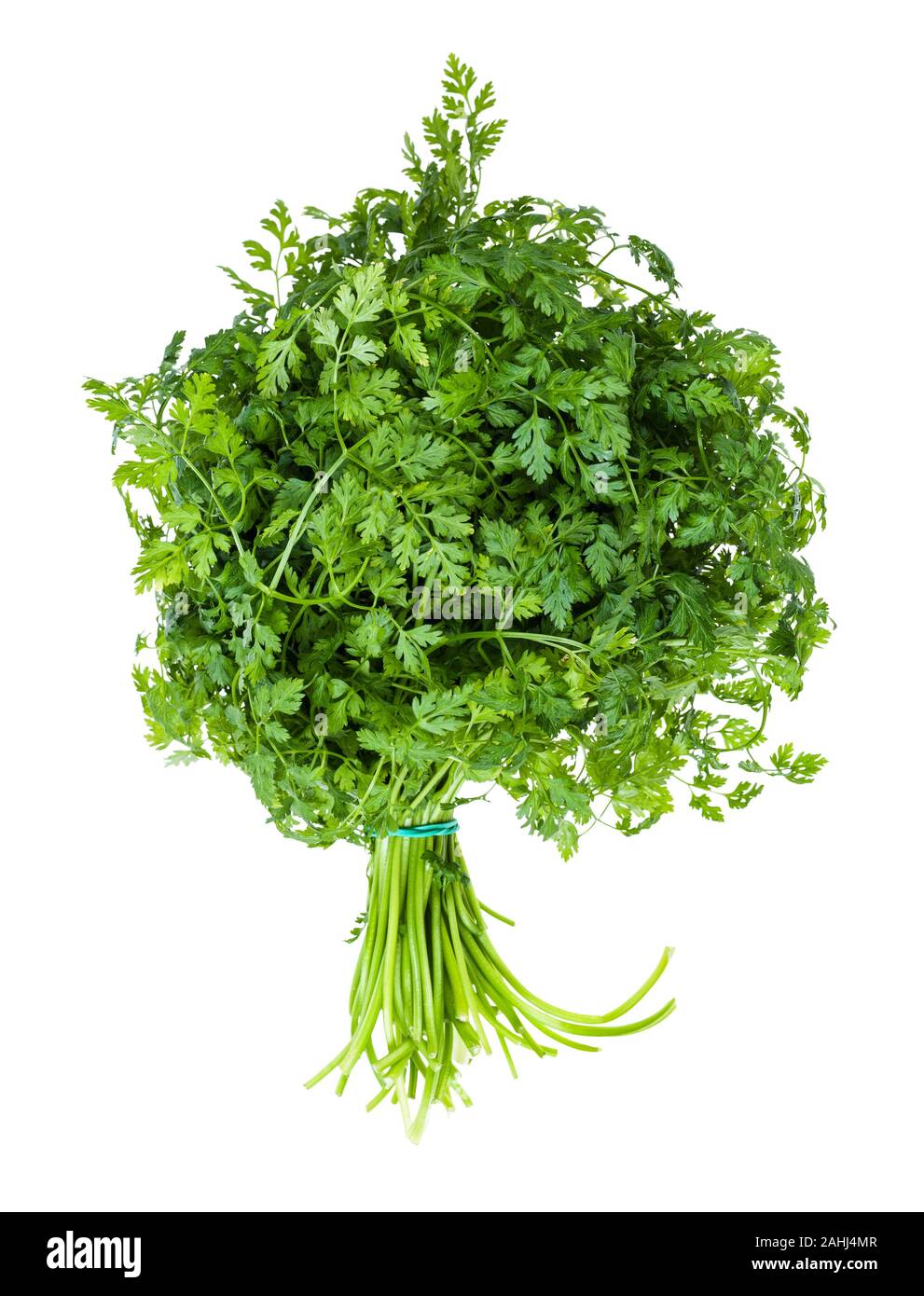Mazzetto di cerfoglio verde (Anthriscus cerefolium, Francese prezzemolo) herb isolati su sfondo bianco Foto Stock