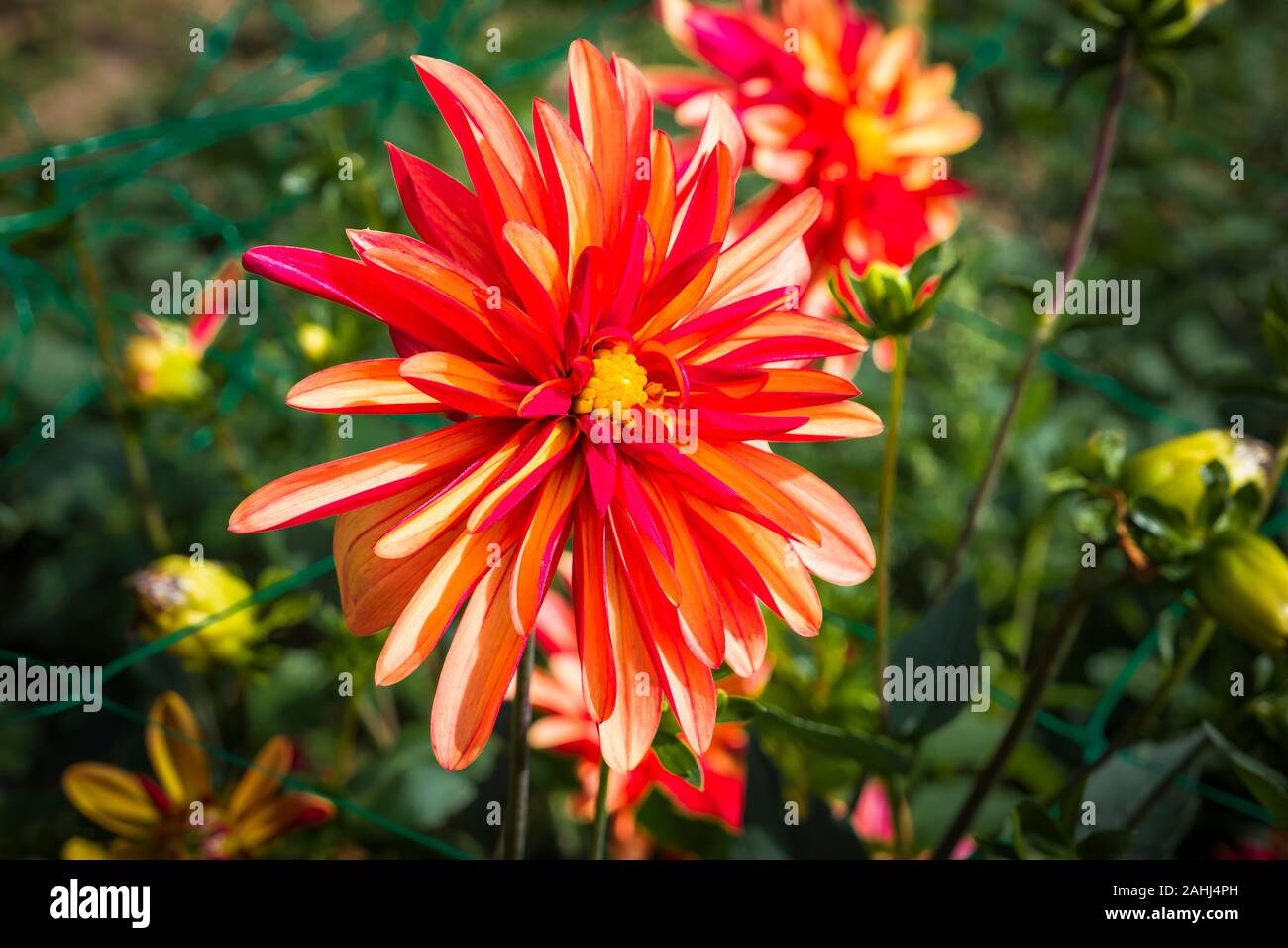 Arrotolata insoliti petali di Dalia Julie una fioritura nel mese di settembre in un giardino inglese nel Regno Unito Foto Stock