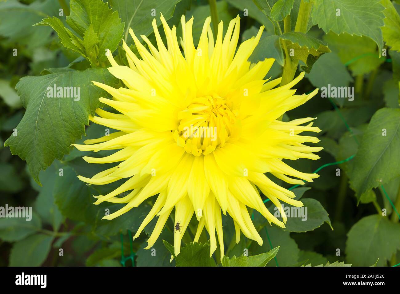 I fiori gialli di Margherita Kennermerland cresce in Inghilterra Hampshire REGNO UNITO Foto Stock