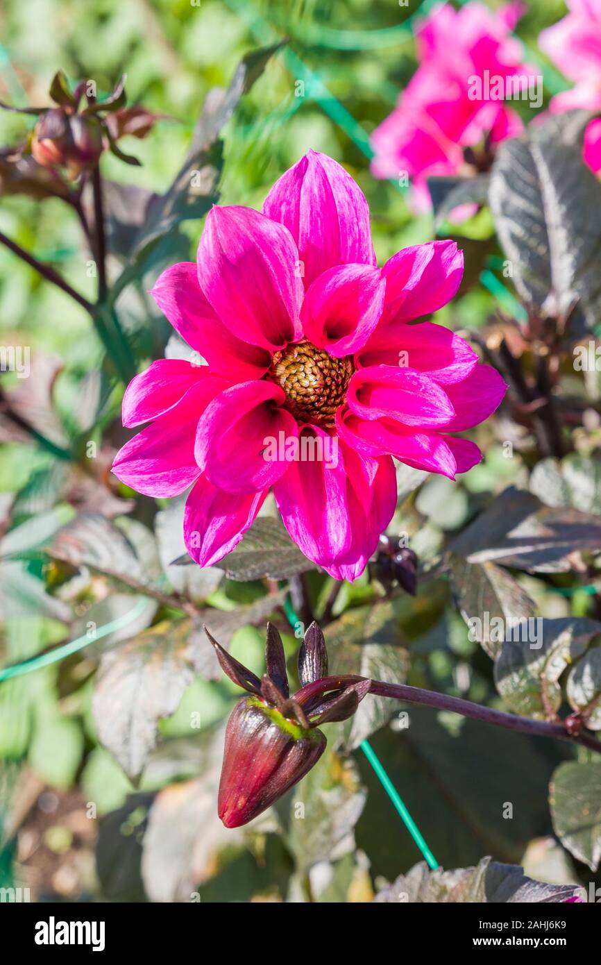 Semi-doppio Dahlia Fasciination fioritura contro bronzo scuro fogliame in autunno nel Regno Unito Foto Stock