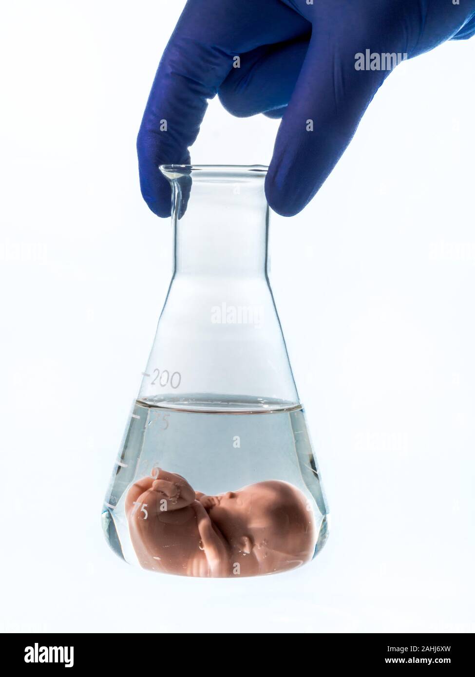 Modell eines embrioni in einem Laborglas. Symbolfoto für Schwangerschaft durch künstliche Befruchtung. Abtreibung und Genmanipulation, 12 Wochen alt, Foto Stock