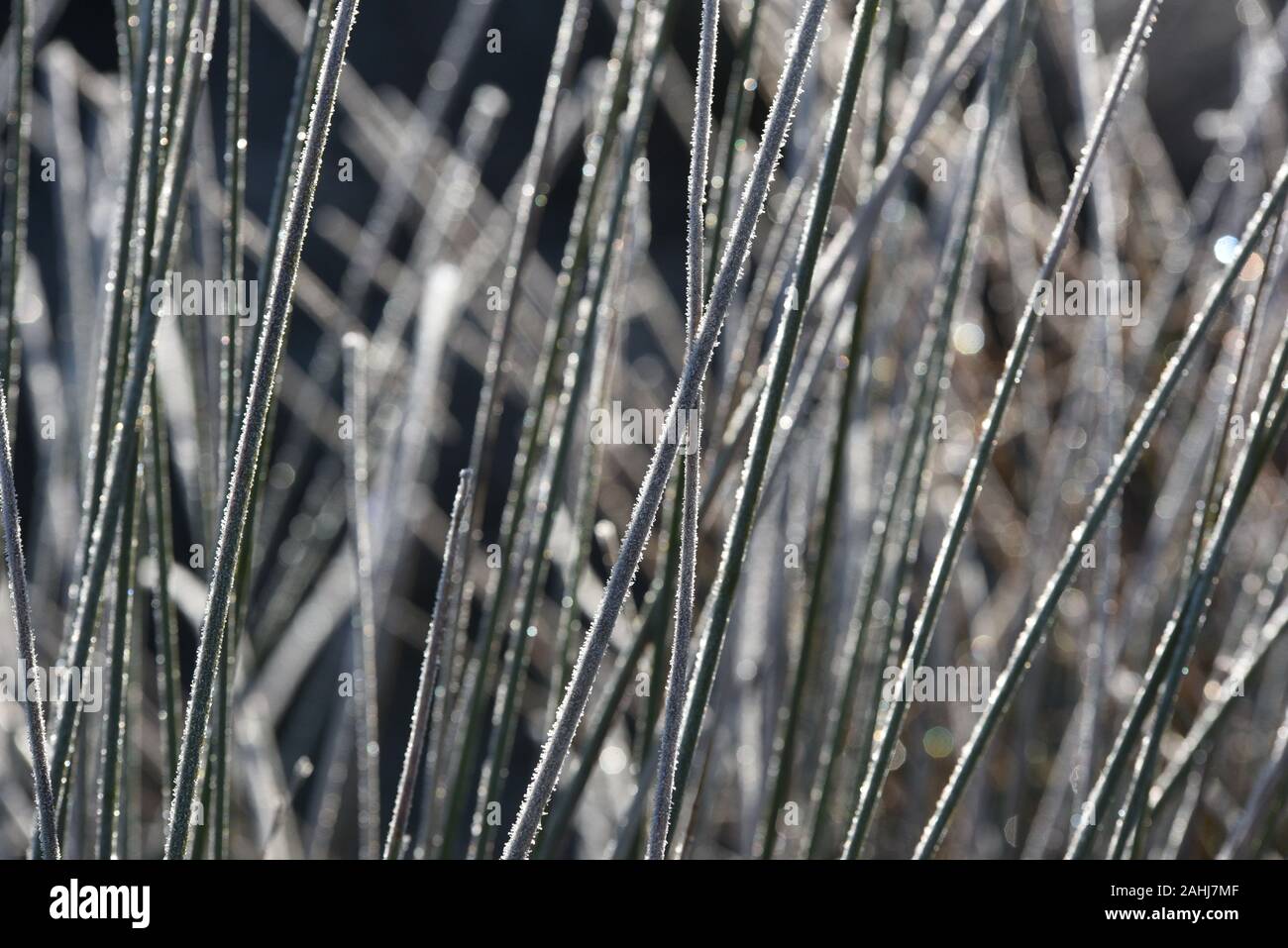 Vegetazione coperto di brina durante il sunrise nel nord della Spagna, dove ha raggiunto -7º gradi.Basse temperature hit Spagna centrale durante le ore notturne. Secondo la AEMET stato servizio di meteorologia, province sono dovuti a ricevere ice-temperature fredde, raggiungendo circa -10º gradi nei prossimi giorni. Credito: SOPA Immagini limitata/Alamy Live News Foto Stock